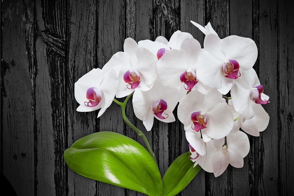flower-1027570_960_720