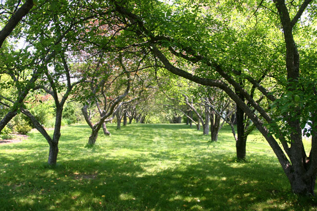 littlefield_garden_trees